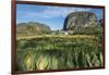 Cuba, Vinales. Tobacco Leaves Dry Outdoors on Racks on a Traditional Farm-Brenda Tharp-Framed Photographic Print