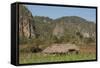 Cuba, Vinales, Valley with Tobacco Farms and Karst Hills-Merrill Images-Framed Stretched Canvas