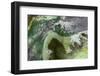 Cuba-Art Wolfe-Framed Photographic Print