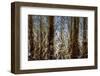 Cuba-Art Wolfe-Framed Photographic Print