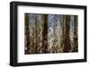 Cuba-Art Wolfe-Framed Photographic Print