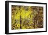 Cuba-Art Wolfe-Framed Photographic Print