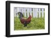 Cubalaya Gypsy Rooster in Key West, Florida, USA-Chuck Haney-Framed Photographic Print