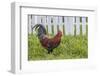 Cubalaya Gypsy Rooster in Key West, Florida, USA-Chuck Haney-Framed Photographic Print