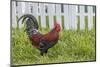 Cubalaya Gypsy Rooster in Key West, Florida, USA-Chuck Haney-Mounted Photographic Print