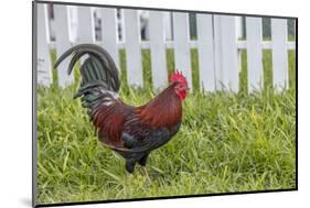 Cubalaya Gypsy Rooster in Key West, Florida, USA-Chuck Haney-Mounted Photographic Print