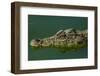 Cuban Crocodile Captive in Crocodile Farm Near Zapata Swamp NP, Cuba-Pete Oxford-Framed Photographic Print