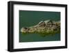 Cuban Crocodile Captive in Crocodile Farm Near Zapata Swamp NP, Cuba-Pete Oxford-Framed Photographic Print