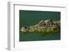 Cuban Crocodile Captive in Crocodile Farm Near Zapata Swamp NP, Cuba-Pete Oxford-Framed Photographic Print