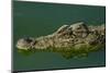 Cuban Crocodile Captive in Crocodile Farm Near Zapata Swamp NP, Cuba-Pete Oxford-Mounted Photographic Print