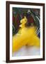 Cuban Dancer in Motion, Callejon De Hamel, Cuba-Adam Jones-Framed Photographic Print