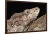 Cuban False Chameleon (Chamaeleolis), captive, Cuba, West Indies, Central America-Janette Hill-Framed Photographic Print