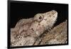 Cuban False Chameleon (Chamaeleolis), captive, Cuba, West Indies, Central America-Janette Hill-Framed Photographic Print