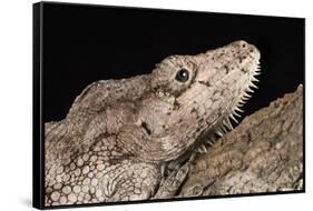 Cuban False Chameleon (Chamaeleolis), captive, Cuba, West Indies, Central America-Janette Hill-Framed Stretched Canvas