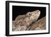 Cuban False Chameleon (Chamaeleolis), captive, Cuba, West Indies, Central America-Janette Hill-Framed Photographic Print