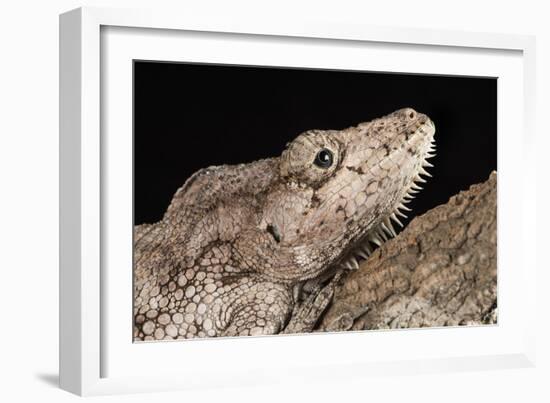 Cuban False Chameleon (Chamaeleolis), captive, Cuba, West Indies, Central America-Janette Hill-Framed Photographic Print