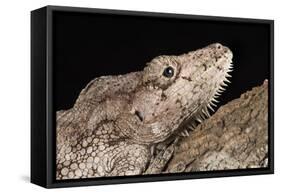 Cuban False Chameleon (Chamaeleolis), captive, Cuba, West Indies, Central America-Janette Hill-Framed Stretched Canvas