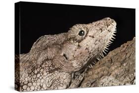 Cuban False Chameleon (Chamaeleolis), captive, Cuba, West Indies, Central America-Janette Hill-Stretched Canvas