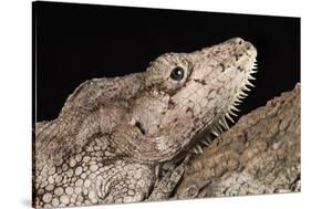 Cuban False Chameleon (Chamaeleolis), captive, Cuba, West Indies, Central America-Janette Hill-Stretched Canvas