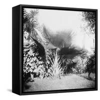 Cuban Foliage-null-Framed Stretched Canvas