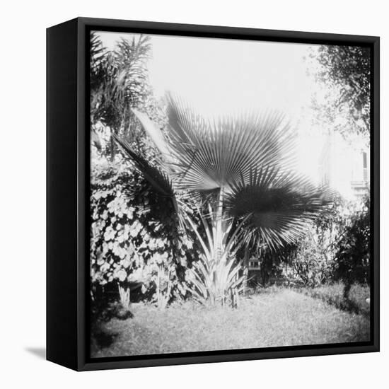 Cuban Foliage-null-Framed Stretched Canvas