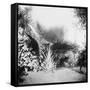 Cuban Foliage-null-Framed Stretched Canvas