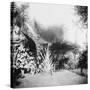 Cuban Foliage-null-Stretched Canvas