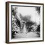 Cuban Foliage-null-Framed Photo