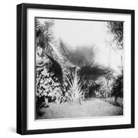 Cuban Foliage-null-Framed Photo