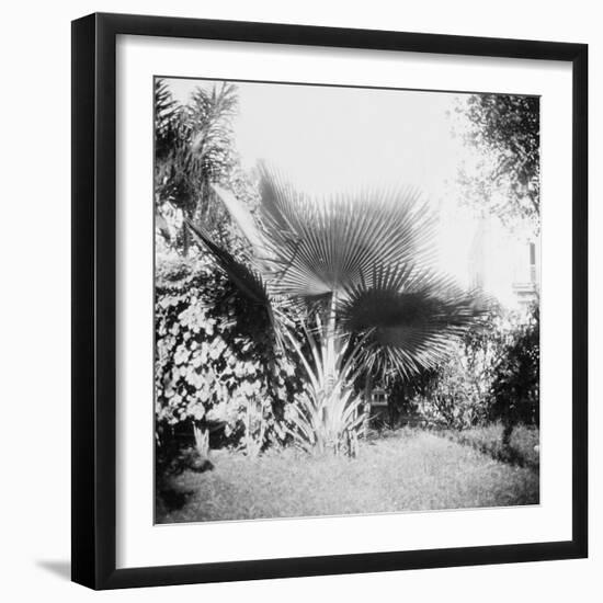 Cuban Foliage-null-Framed Photo