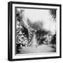 Cuban Foliage-null-Framed Photo