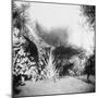 Cuban Foliage-null-Mounted Photo