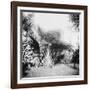 Cuban Foliage-null-Framed Photo