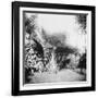 Cuban Foliage-null-Framed Photo