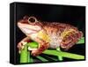 Cuban Tree Frog, Florida, USA-David Northcott-Framed Stretched Canvas