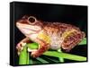 Cuban Tree Frog, Florida, USA-David Northcott-Framed Stretched Canvas