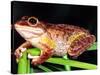 Cuban Tree Frog, Florida, USA-David Northcott-Stretched Canvas