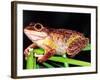 Cuban Tree Frog, Florida, USA-David Northcott-Framed Photographic Print