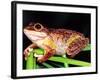 Cuban Tree Frog, Florida, USA-David Northcott-Framed Photographic Print