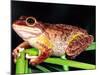 Cuban Tree Frog, Florida, USA-David Northcott-Mounted Photographic Print