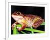 Cuban Tree Frog, Florida, USA-David Northcott-Framed Photographic Print