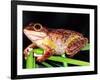 Cuban Tree Frog, Florida, USA-David Northcott-Framed Photographic Print