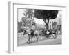 Cuban Volanta or Large Wheeled Carriage Transports Tourists-null-Framed Photo