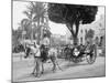 Cuban Volanta or Large Wheeled Carriage Transports Tourists-null-Mounted Photo