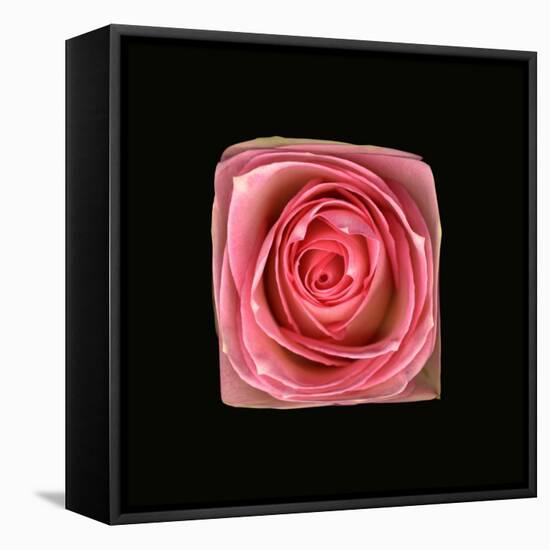 Cubic Pink Rose-Winfred Evers-Framed Stretched Canvas