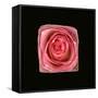 Cubic Pink Rose-Winfred Evers-Framed Stretched Canvas