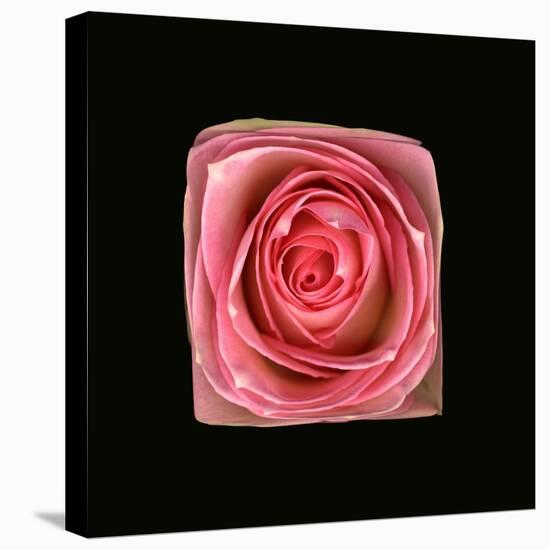 Cubic Pink Rose-Winfred Evers-Stretched Canvas