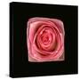 Cubic Pink Rose-Winfred Evers-Stretched Canvas