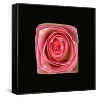Cubic Pink Rose-Winfred Evers-Framed Stretched Canvas