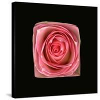 Cubic Pink Rose-Winfred Evers-Stretched Canvas